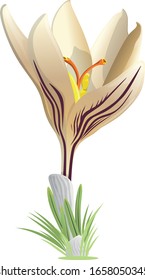 Dibujo de una hermosa flor de croco primaveral. Ilustración vectorial aislada en un fondo blanco.