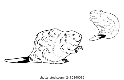 Drawing of beaver hand sketch of mammal