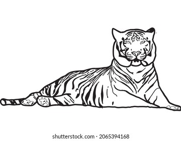 Drawing Bengal Tiger locking  or big cat