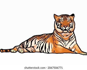 Drawing Bengal Tiger locking or big cat