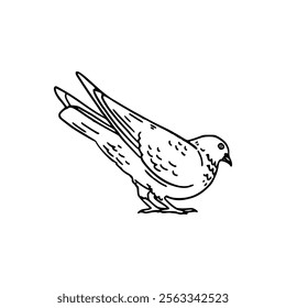 A drawing of a bird on a white background