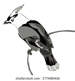 drawing of a bird species of a waxwing blue-yellow with a crest is very cute and beautiful vector