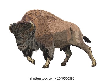 drawing bison, wild animal, big bufallo, exotic, art.illustration, vector