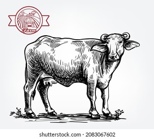 Drawing of a black buffalo. Breeding cattle. Vector illustration isolated on white background.