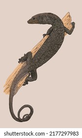 Drawing Black tree lizard, exotic, rare, art.illustration, vector