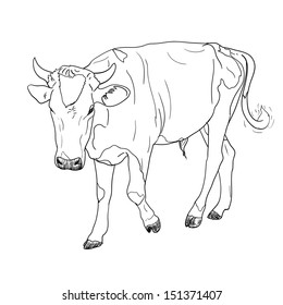 Drawing Black White Cow Stock Vector (Royalty Free) 151371407 ...