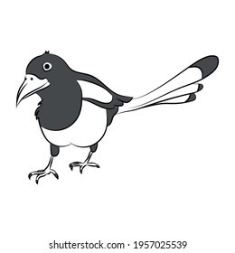 drawing black and white magpie crow bird cute