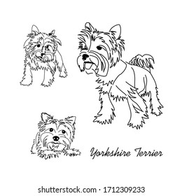 Drawing black and white yorkshire terrier. Outline of a small dog in various poses