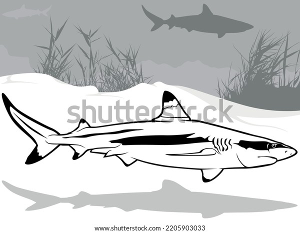 Drawing Blacktip Reef Shark Profile Black Stock Vector (Royalty Free ...