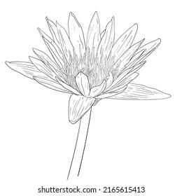 Zeichnung von Blütenlotusblume, Vektorgrafik.