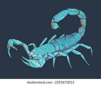 Drawing Blue scorpion,beautiful, sting, poison,art.illustration, vector