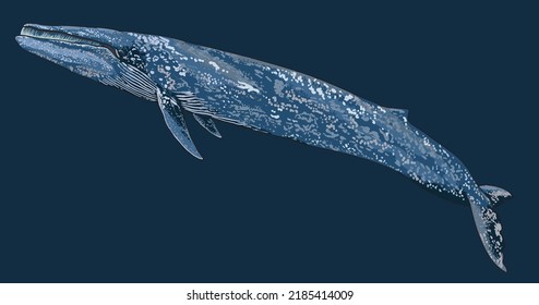 Drawing blue whale, cetacean, art.illustration, vector