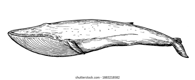 Drawing of blue whale - hand sketch of water mammal