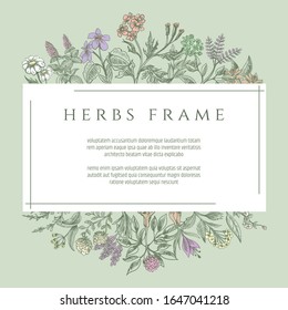 Drawing botanical herbs text frame. Mixing vintage plants and flowers green frame design for banner or wedding invitation, organic florals borders template, vector illustration