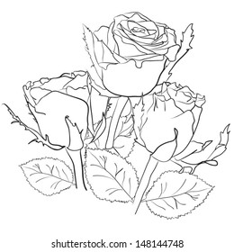 drawing of a bouquet of roses