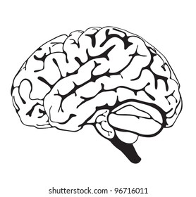 drawing brain closeup on white background