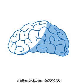 drawing brain human organ part anatomy