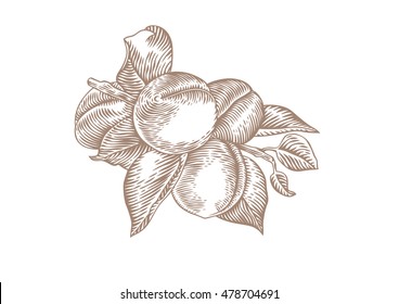 Drawing of branch of apricot with fruit and leaves