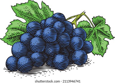 Drawing of branch of blue grape with green leaves