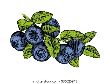 Drawing of branch of blueberry with leaves and berries