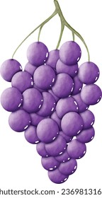 Drawing Branch of Grapes to Vector
