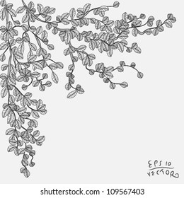 Drawing branch with leaves hanging from the tree, EPS10 Vector background