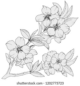 drawing of a branch of sakura in monochrome colors