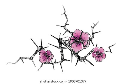 Drawing of a branch with thorns and flowers. Black contour with pink flowers on a white background. Sketch for tattooing.