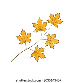 Drawing of a branch with yellow maple leaves. Autumn season. Vector isolated art illustration on white background
