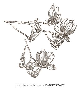 Drawing of a branches of magnolia with a few flowers on it. Pen and ink drawing. Flower illustration. Vector garden plant drawing. Hand-drawn nature design element. Not AI generated.