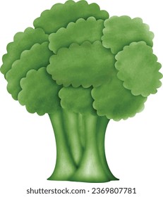 Drawing Broccoli Vegetable to vector