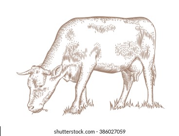 Drawing of the brown cow grazing on the green grass