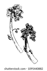 drawing buds of a plant blossoming in spring , a sketch of a hand-drawn vector illustration