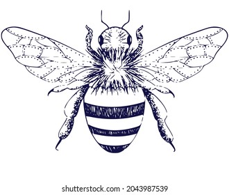 Drawing bumblebee hand sketch insect