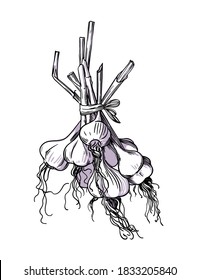 Drawing of a bunch of garlic on a white background. Vector illustration.