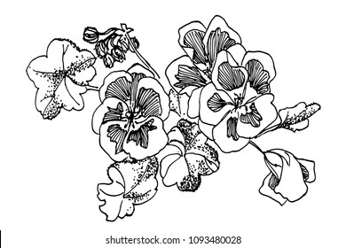 drawing of a bunch of geranium flowers, a sketch of a hand-drawn vector illustration