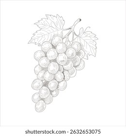 A drawing of a bunch of grapes with a leaf on it. The grapes are small and clustered together