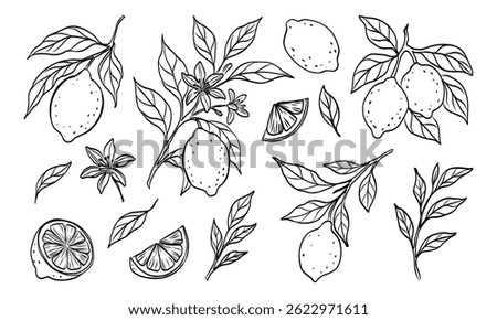 A drawing of a bunch of lemons and oranges with leaves. The drawing is black and white
