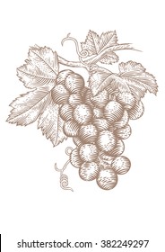 Drawing of a bunch of red grapes with green leaves on vine