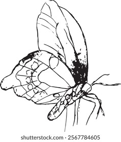 A drawing of a butterfly drawn with a black pen