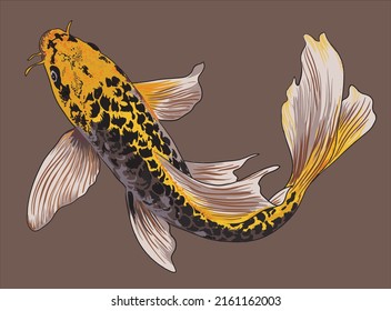 Drawing butterfly koi, beautiful. art.illustration, vector