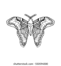 Drawing. Butterfly. Vector.