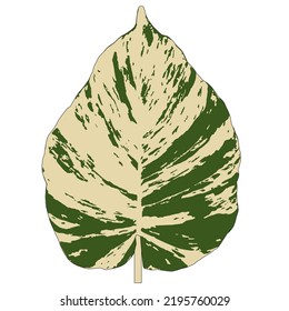 Drawing by hand on the computer. The leaves of Caladium bicolor. leaf green and light yellow. Natural patterns.