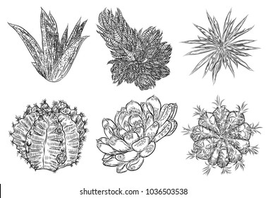 Drawing cactus set. Succulent bouquets elements for invitations, greeting cards, covers and other items. Vector.