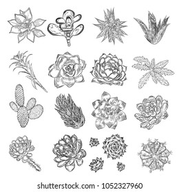 Drawing cactus set. Succulent bouquets elements for invitations, greeting cards, covers and other items. Vector.