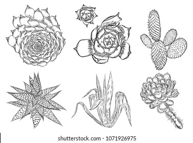 Drawing cactus set. Succulent bouquets elements for invitations, greeting cards, covers and other items. Vector.