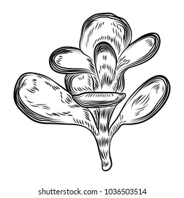 Drawing cactus Succulent bouquets elements for invitations, greeting cards, covers and other items. Vector.