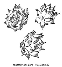 Drawing cactus Succulent bouquets elements for invitations, greeting cards, covers and other items. Vector.