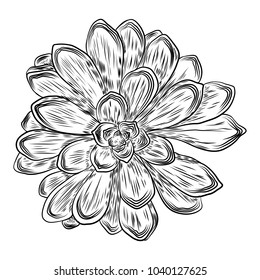 Drawing cactus Succulent bouquets elements for invitations, greeting cards, covers and other items. Vector.