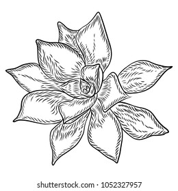 Drawing cactus Succulent bouquets elements for invitations, greeting cards, covers and other items. Vector.